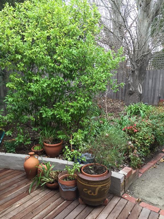 Garden Cottage St Kilda Melburne Exterior foto